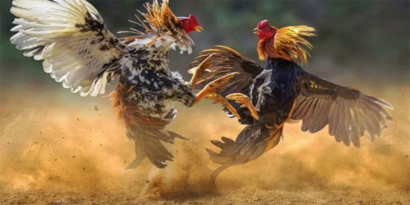 Giải thích ý nghĩa chi tiết về màu mạng của gà đá